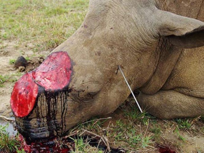 "Giới chức trách ở Nam Phi hiện đã phải dùng đến cách cắt trước sừng tê giác để nhằm giải thoát chúng khỏi sự “nhòm ngó” của bọn săn trộm. Nhưng bọn săn trộm sẵn sàng giết chúng chỉ vì phần gốc sừng nhỏ".